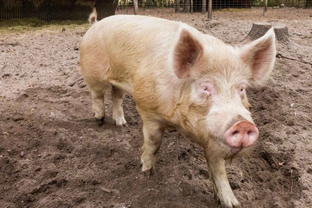 I Lived Over a Pig Sty (And What It Taught Me About War) Dance Past